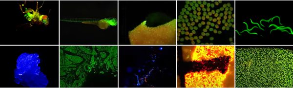 Echantillons imagés avec le module pour la fluorescence FluoLED pour Stéréo Microscopes