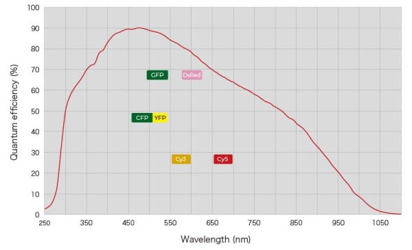Rendement quantique de la caméra Hamamatsu Orca Fire