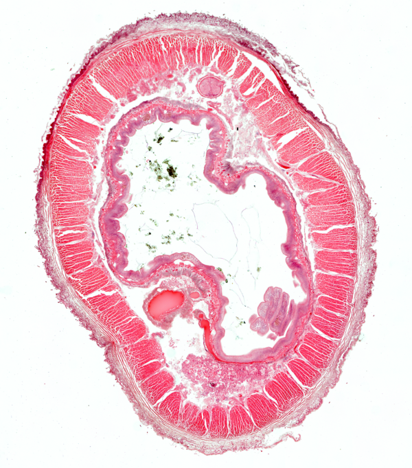 ZEISS-Labscope-Fast-Panorama-Vers-de-Terre